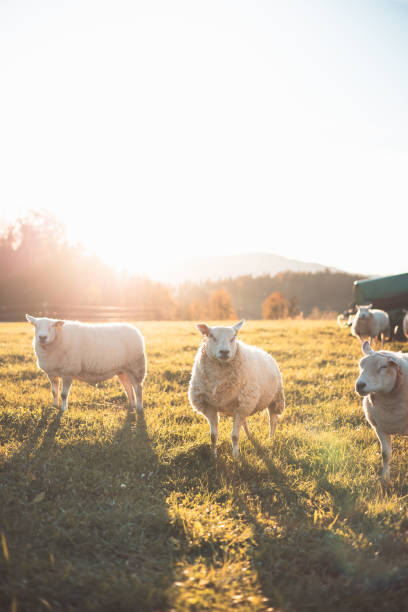 istock Three sheep stand together in a peaceful meadow during golden hour, surrounded by warm sunlight and a backdrop of trees and distant hills, showcasing rural charm 2188160265