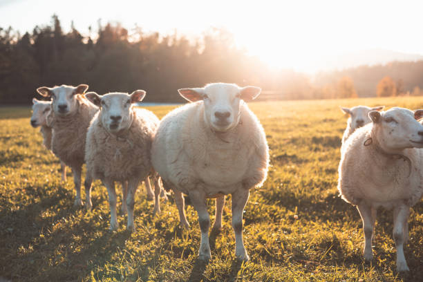 istock Three sheep stand together in a peaceful meadow during golden hour, surrounded by warm sunlight and a backdrop of trees and distant hills, showcasing rural charm 2188160272