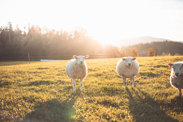 Three sheep stand together in a peaceful meadow during golden hour, surrounded by warm sunlight and a backdrop of trees and distant hills, showcasing rural charm.