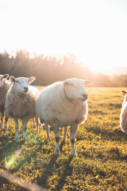 istock Three sheep stand together in a peaceful meadow during golden hour, surrounded by warm sunlight and a backdrop of trees and distant hills, showcasing rural charm 2188160282