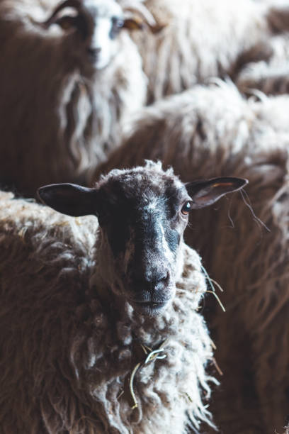 istock Sheep huddles closely together inside a barn, their thick wool illuminated by soft natural light, creating a rustic and authentic farm ambiance 2188160547