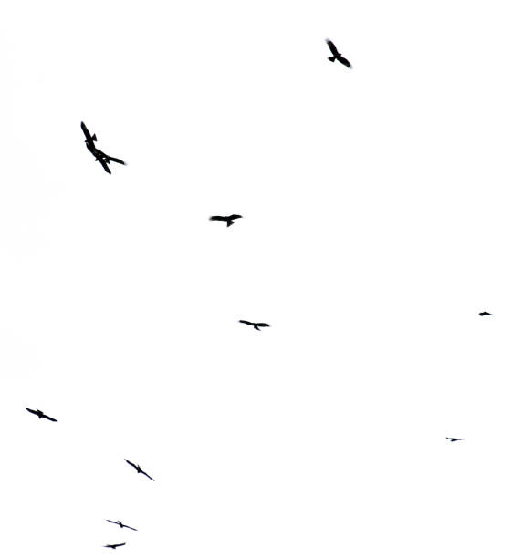 A flock of birds in flight isolated on a white background.