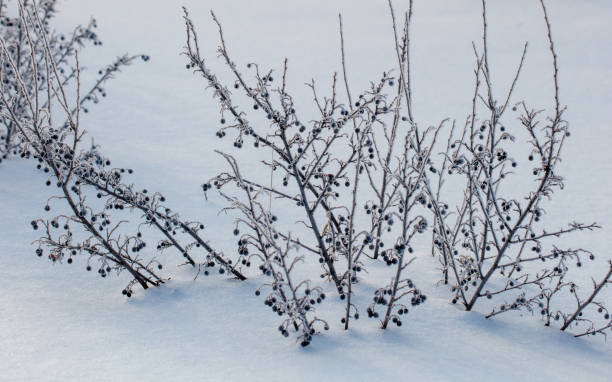 istock A cluster of black berries are covered in snow 2188163030