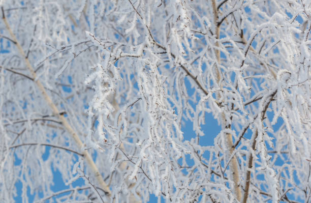 Snow and frost covered birch trees (Betula pendula) in winter landscape.