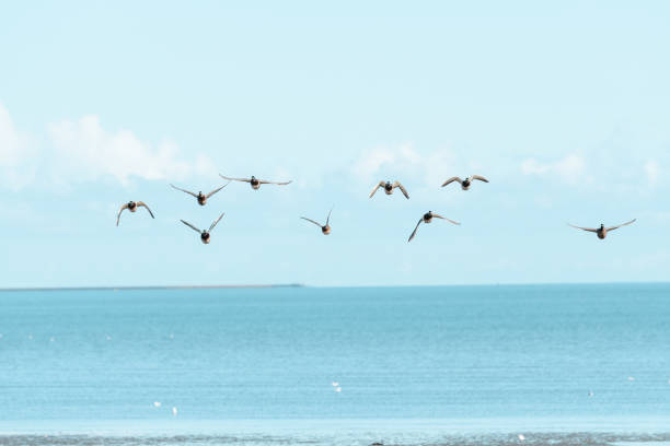 istock a flock of ducks in flight against a blue sky 2188165233