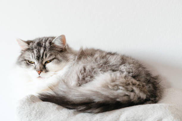 istock portrait of a lying relaxed cat 2188165279