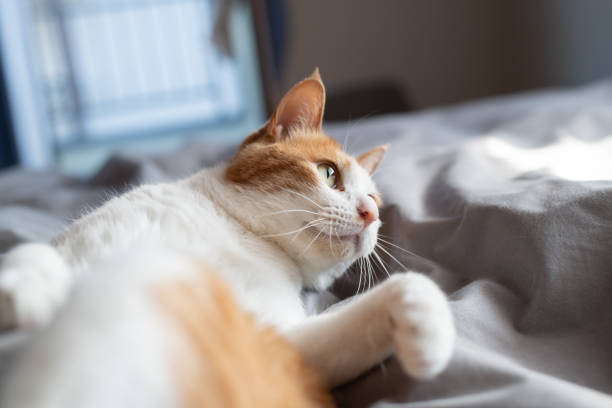 istock Cat relaxing in the room 2188168608