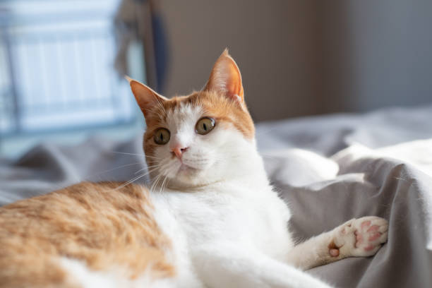 istock Cat relaxing in the room 2188168624