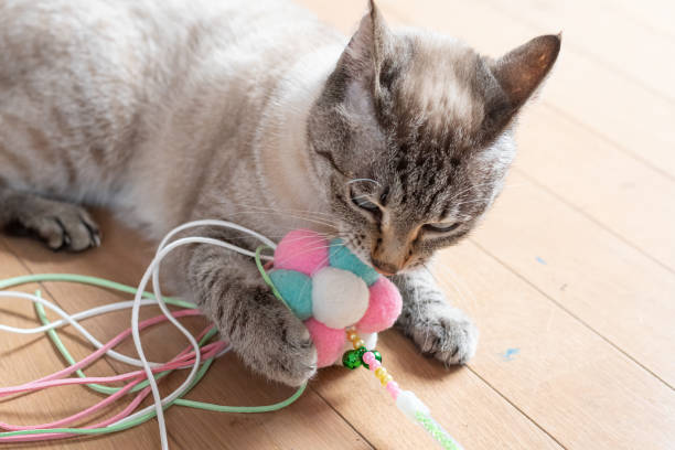 istock cute cat playing with toys 2188168658