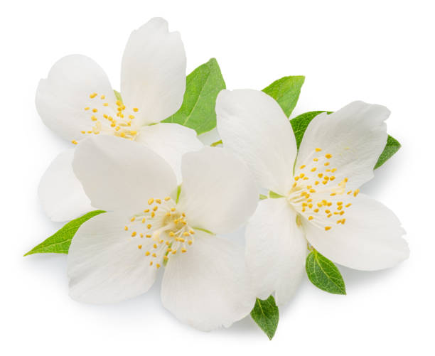 istock Delicate jasmine flowers isolated on white background. File contains clipping paths. 2188168714