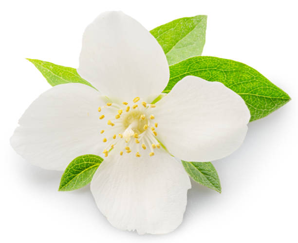 istock Delicate jasmine flower isolated on white background. File contains clipping paths. 2188168732