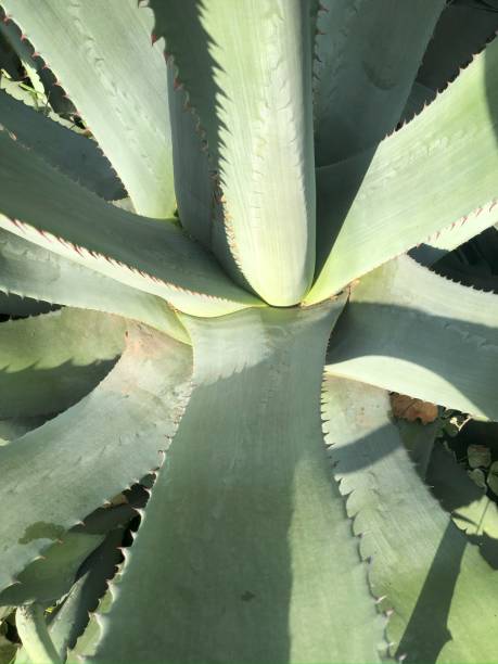 istock Green agave part of the stem vertical background 2188170932