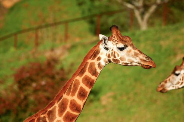 Closeup of Giraffe outdoors