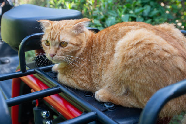 istock Orange cat ride on the back of a motorcycle. 2188171185