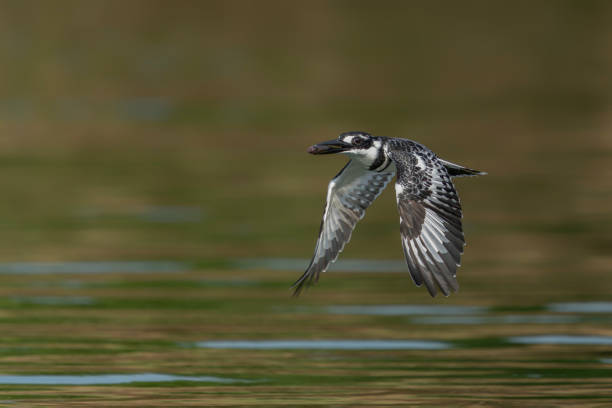 istock Pied kingfisher (Ceryle rudis) in flight caught a small fish. 2188172457