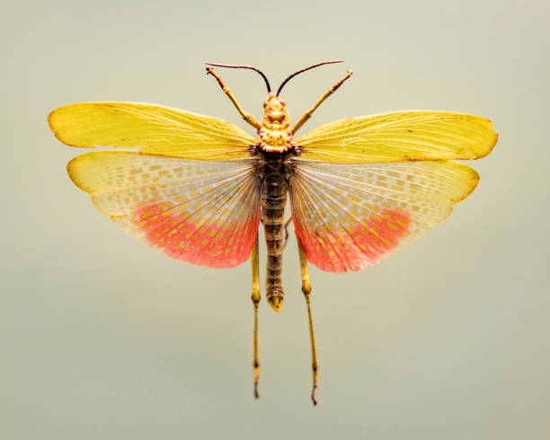 istock Butterflies in an entomology collection 2188175575