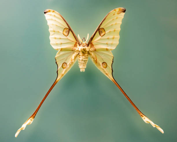 Beautiful, large, pale green with magenta accents, Luna moth (Actias luna) perched on a post
