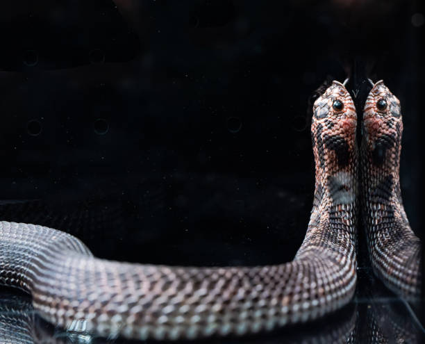 istock Brightly colored pet snake coiled in a terrarium 2188176369