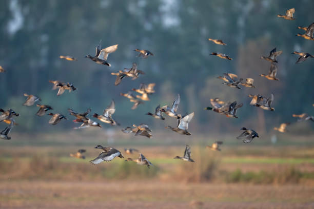 istock Flocks of Ducks Soar Above a Rural Landscape 2188176617