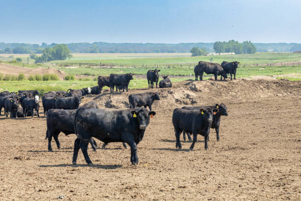istock Black Angus cattle in a feedlot or feed yard 2188177866