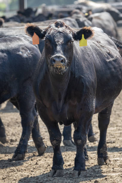 istock Black Angus cattle in a feedlot or feed yard 2188177887