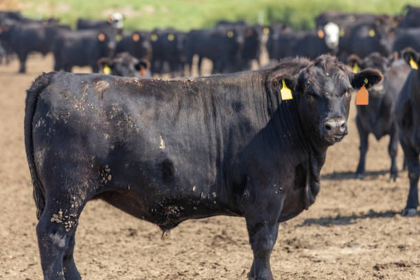 istock Black Angus cattle in a feedlot or feed yard 2188177910