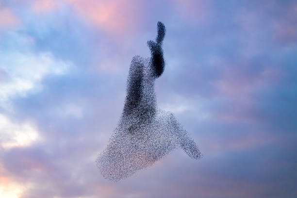istock Starling murmuration during sunset at the end of the day 2188177959