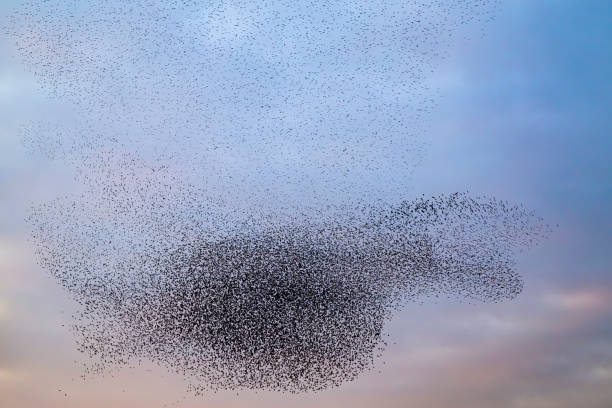 istock Starling murmuration during sunset at the end of the day 2188177975