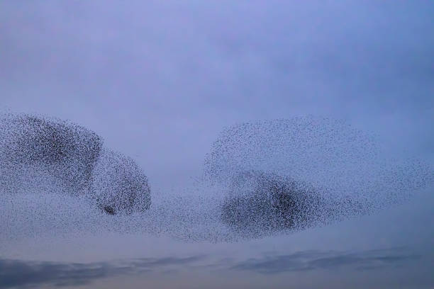 istock Starling murmuration during sunset at the end of the day 2188177987