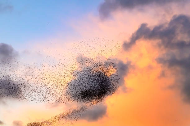 istock Starling murmuration during sunset at the end of the day 2188178113