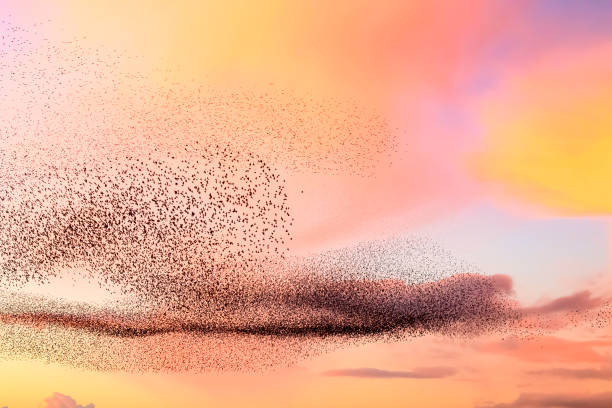 istock Starling murmuration during sunset at the end of the day 2188178263