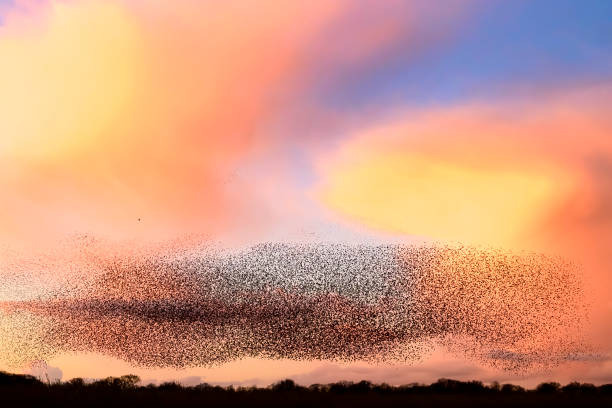 istock Starling murmuration during sunset at the end of the day 2188178268