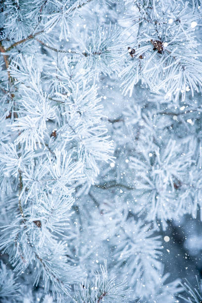 istock Frost-Covered Pine Branches with Visible Cones Against a Softly Blurred Winter Background. 2188178918