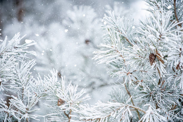 istock Snow-Covered Pine Tree Branches with Dense Frost and Blurred Background in Winter Scene. 2188178923