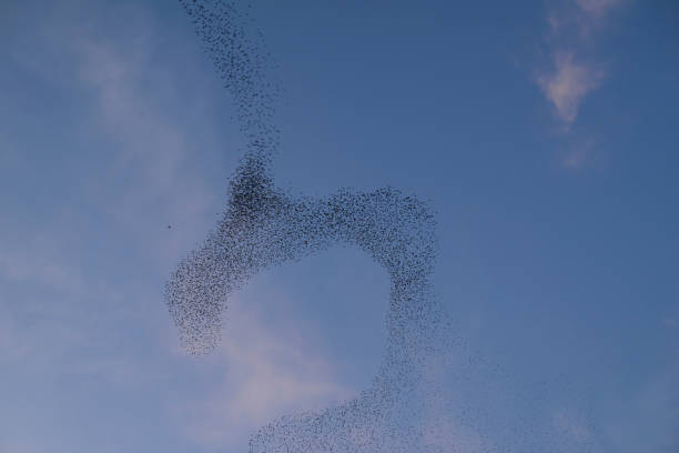 istock Starling murmuration during sunset at the end of the day 2188178982