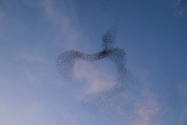 Murmuration of feral pigeons over Gosforth Park Nature reserve.