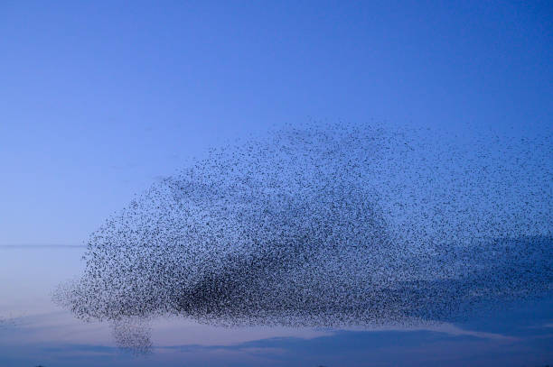 istock Starling murmuration during sunset at the end of the day 2188178991
