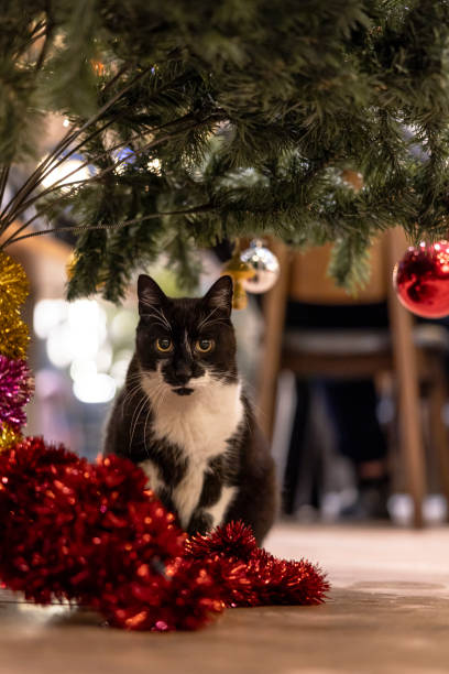 Black-white domestic cat is sitting under Christmas tree in living room.