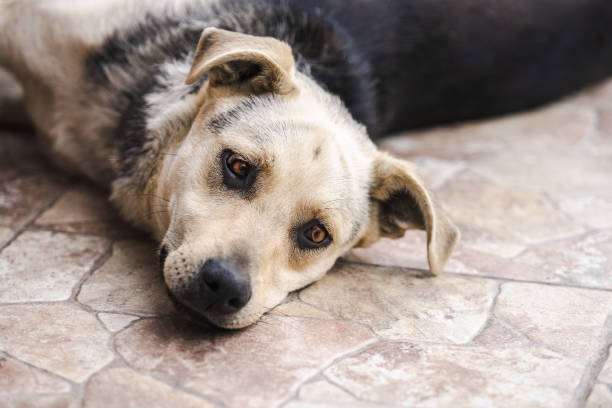 istock dog lying on the floor 2188179361