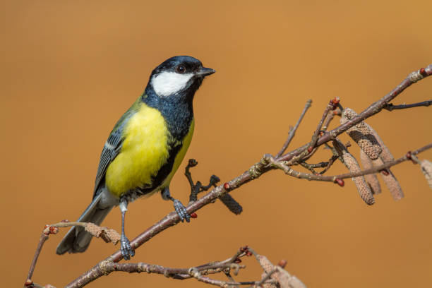 istock Colorful great tit ( Parus major ) perched on a tree, photographed in horizontal, autumn time, blurred background 2188180483