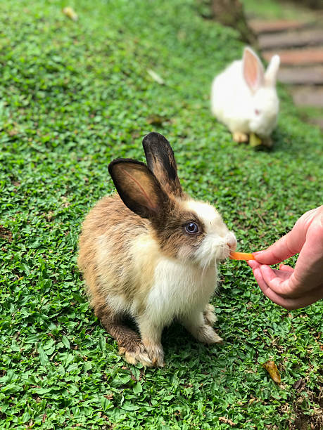 istock A fluffy brown and white rabbit with dark ears eats a carrot being offered by a person's hand on a lush green grass lawn. The background features a blurred rural setting with rabbit hutches. 2188183858