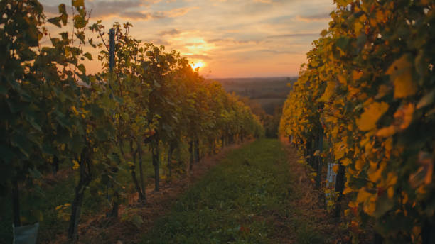 istock Sunset Glow Over Lush Vineyard. Prlekija, Slovenia. 2188183965