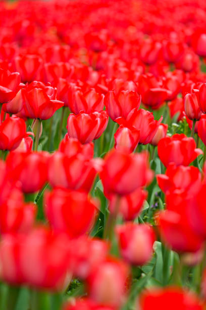 istock Group of colorful tulip on park 2188184888