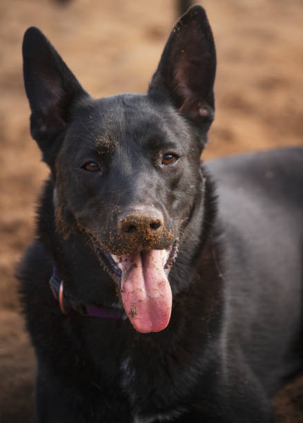 Beautiful, happy black dog covered in dirt.