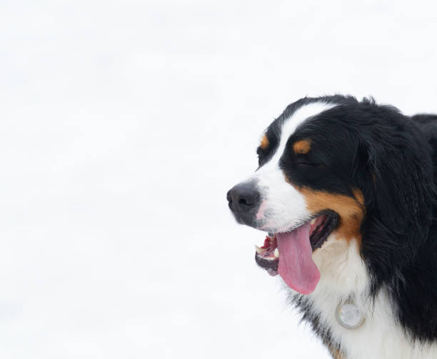 Bernese mountain dog with his tongue out against a white backdrop.