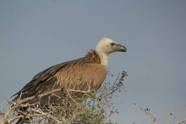 istock Himalyan Griffon Vultures 2188187089