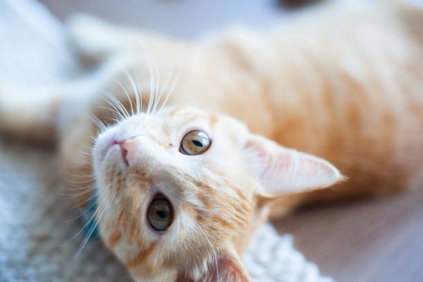 istock Playful orange tabby cat on a rug 2188187116