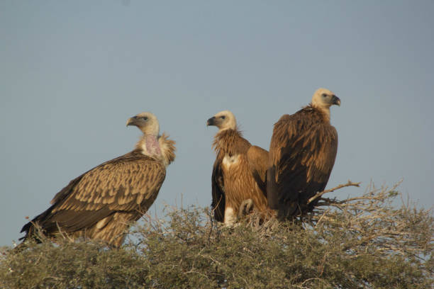 istock Himalyan Griffon Vultures 2188187136