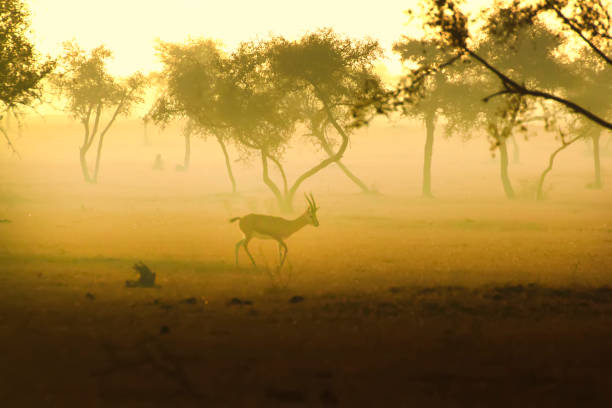 istock Sunrise in the Jungle 2188188304
