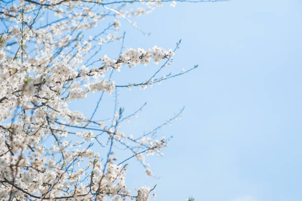 Branch with White Blossoms Against Clear Blue Sky